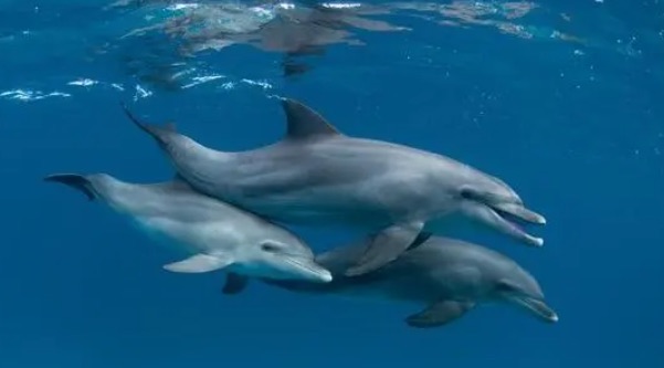 海豚等海洋哺乳动物通过群体进行活动的目的是什么?神奇海洋8月21日答案-图1 海豚等海洋哺乳动物通过群体进行活动的目的是什么?神奇海洋8月21日答案-图1
