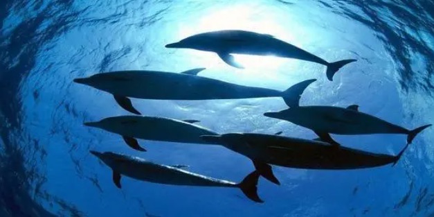 海豚等海洋哺乳动物通过群体进行活动的目的是什么?神奇海洋8月21日答案-图2 海豚等海洋哺乳动物通过群体进行活动的目的是什么?神奇海洋8月21日答案-图2