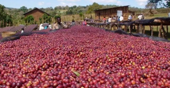 世界十大咖啡生产国(咖啡生产大国有哪些)-图2 世界十大咖啡生产国(咖啡生产大国有哪些)-图2