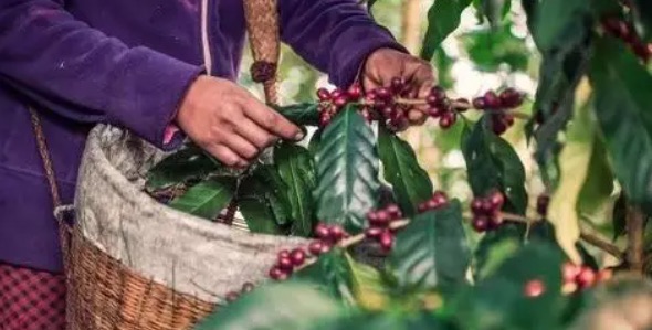 世界十大咖啡生产国(咖啡生产大国有哪些)-图3 世界十大咖啡生产国(咖啡生产大国有哪些)-图3