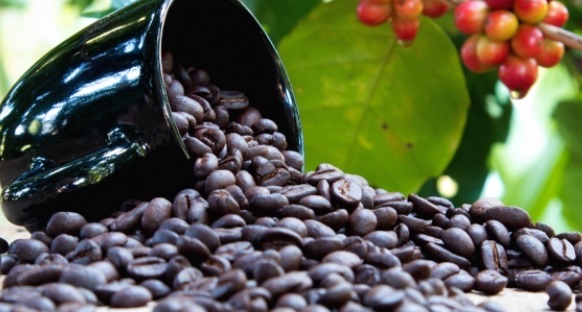 世界十大咖啡生产国(咖啡生产大国有哪些)-图4 世界十大咖啡生产国(咖啡生产大国有哪些)-图4