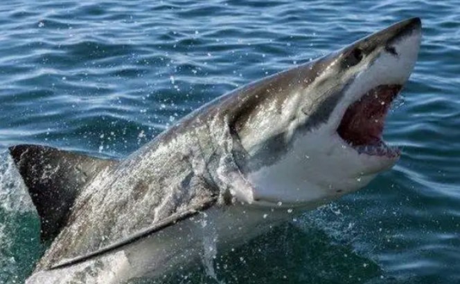 鲨鱼凭借哪种特殊感应方式对周围环境微弱的变化也可以做出判断?神奇海洋8月24日答案-图2 鲨鱼凭借哪种特殊感应方式对周围环境微弱的变化也可以做出判断?神奇海洋8月24日答案-图2