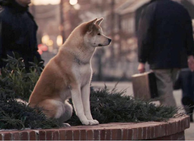 忠犬八公是哪种狗-图1 忠犬八公是哪种狗-图1