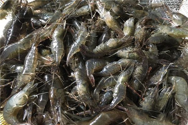 白水虾是用冷水煮还是用开水煮好?白水虾怎么制作-图3 白水虾是用冷水煮还是用开水煮好?白水虾怎么制作-图3