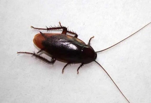 全球最奇葩的十种过敏反应(过敏是什么原因引起的)-图3 全球最奇葩的十种过敏反应(过敏是什么原因引起的)-图3