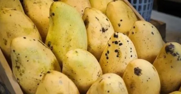 芒果有黑点是什么原因(有黑点了吃了会怎么样)-图1 芒果有黑点是什么原因(有黑点了吃了会怎么样)-图1