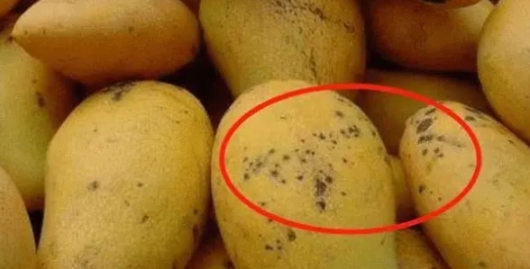 芒果有黑点是什么原因(有黑点了吃了会怎么样)-图2 芒果有黑点是什么原因(有黑点了吃了会怎么样)-图2