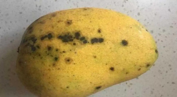 芒果有黑点是什么原因(有黑点了吃了会怎么样)-图3 芒果有黑点是什么原因(有黑点了吃了会怎么样)-图3