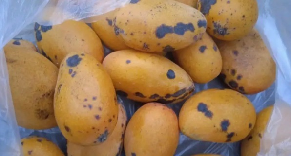 芒果长了黑斑能吃吗(芒果有黑点了还能放多久)-图1 芒果长了黑斑能吃吗(芒果有黑点了还能放多久)-图1