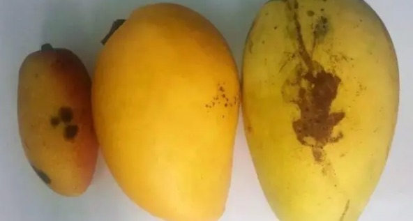 芒果长了黑斑能吃吗(芒果有黑点了还能放多久)-图2 芒果长了黑斑能吃吗(芒果有黑点了还能放多久)-图2