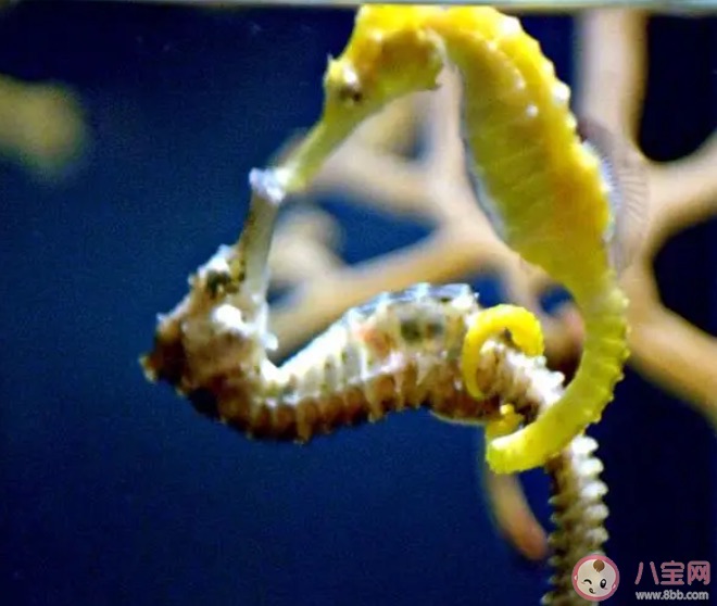 海马的骨骼结构与大多数鱼类有何不同?神奇海洋8月30日答案最新-图1 海马的骨骼结构与大多数鱼类有何不同?神奇海洋8月30日答案最新-图1