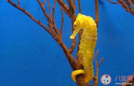 海马的骨骼结构与大多数鱼类有何不同?神奇海洋8月30日答案最新-图2 海马的骨骼结构与大多数鱼类有何不同?神奇海洋8月30日答案最新-图2