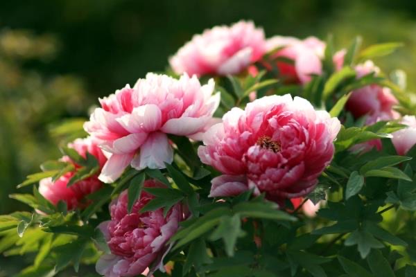 唯有牡丹真国色是谁的诗?出自唐朝诗人刘禹锡-图1 唯有牡丹真国色是谁的诗?出自唐朝诗人刘禹锡-图1