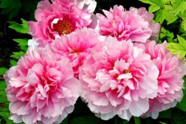 唯有牡丹真国色是谁的诗?出自唐朝诗人刘禹锡-图2 唯有牡丹真国色是谁的诗?出自唐朝诗人刘禹锡-图2