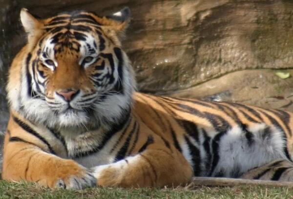 一言九鼎是什么生肖?是龙(会误以为是老虎)-图2 一言九鼎是什么生肖?是龙(会误以为是老虎)-图2