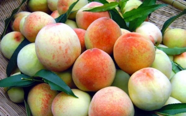 新鲜桃子怎么做罐头?新鲜桃子做罐头的方法-图1 新鲜桃子怎么做罐头?新鲜桃子做罐头的方法-图1