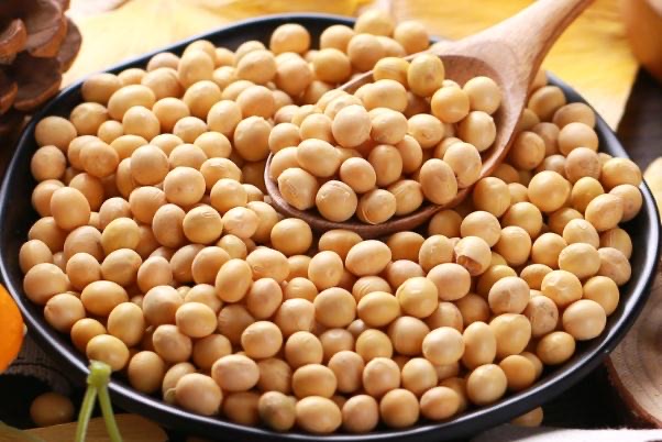 黄豆是毛豆吗?黄豆是凉性还是热性-图2 黄豆是毛豆吗?黄豆是凉性还是热性-图2