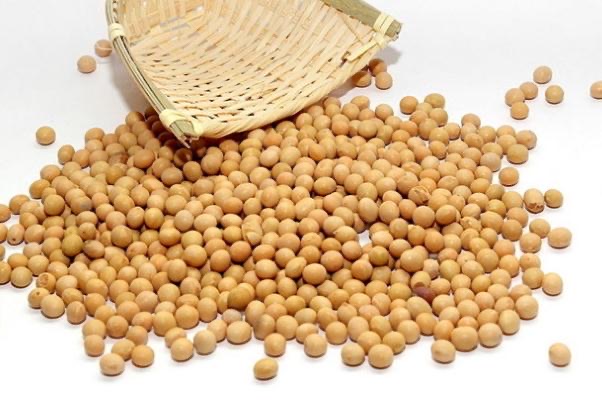 黄豆是毛豆吗?黄豆是凉性还是热性-图3 黄豆是毛豆吗?黄豆是凉性还是热性-图3