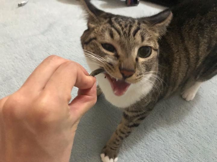 omega?plus小鱼干猫零食是哪个国家的 omega plus小鱼干猫零食怎么吃-图1 omega?plus小鱼干猫零食是哪个国家的 omega plus小鱼干猫零食怎么吃-图1