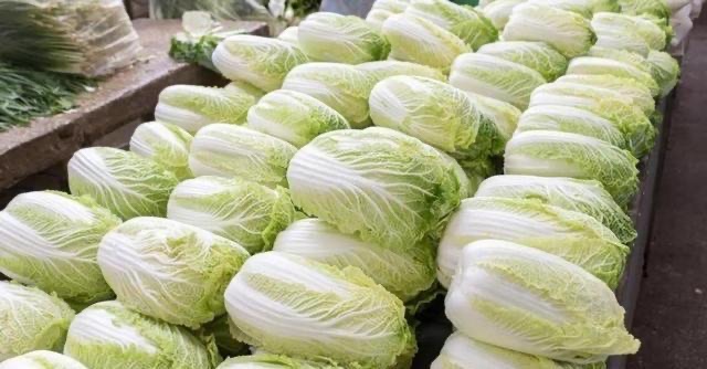 大白菜起源是哪里?大白菜产地分布有哪些-图2 大白菜起源是哪里?大白菜产地分布有哪些-图2