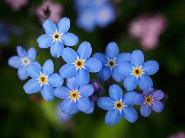 勿忘我是一种花,它的故事源于一个悲伤的爱情故事-图1 勿忘我是一种花,它的故事源于一个悲伤的爱情故事-图1