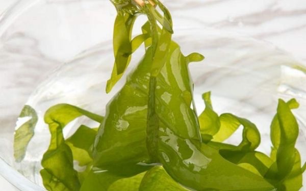 什么是海白菜呢?海白菜的营养价值有什么呢-图2 什么是海白菜呢?海白菜的营养价值有什么呢-图2