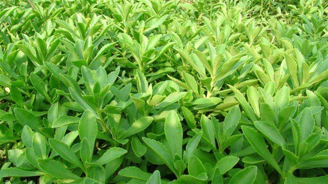 养心菜的营养价值_养心菜的功效与作用及食用方法-图1 养心菜的营养价值_养心菜的功效与作用及食用方法-图1