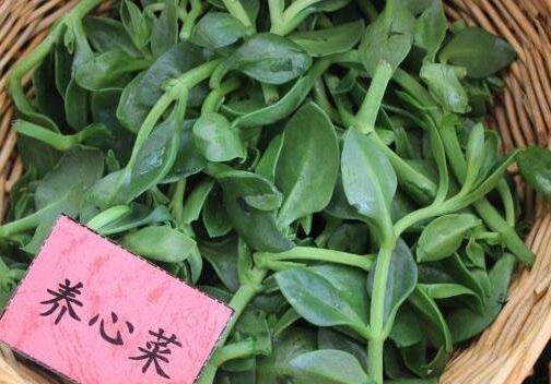 养心菜的营养价值_养心菜的功效与作用及食用方法-图2 养心菜的营养价值_养心菜的功效与作用及食用方法-图2