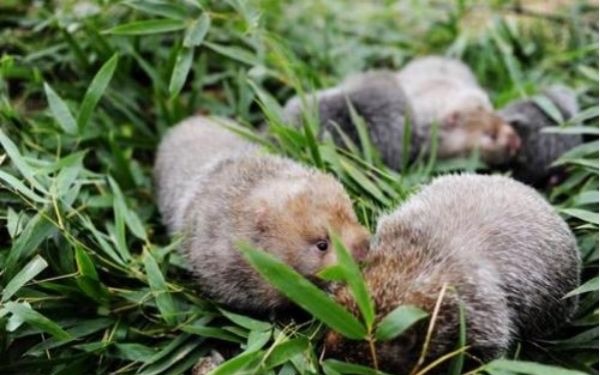 什么是竹鼠呢?竹鼠和老鼠有什么区别吗-图1 什么是竹鼠呢?竹鼠和老鼠有什么区别吗-图1