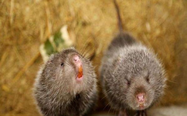 什么是竹鼠呢?竹鼠和老鼠有什么区别吗-图2 什么是竹鼠呢?竹鼠和老鼠有什么区别吗-图2