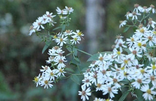 清明节:五人不去上坟,上坟祸事临门-图1 清明节:五人不去上坟,上坟祸事临门-图1