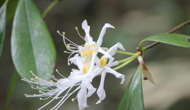 清明节:五人不去上坟,上坟祸事临门-图2 清明节:五人不去上坟,上坟祸事临门-图2