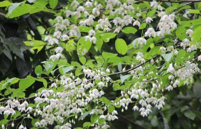 清明节:五人不去上坟,上坟祸事临门-图3 清明节:五人不去上坟,上坟祸事临门-图3