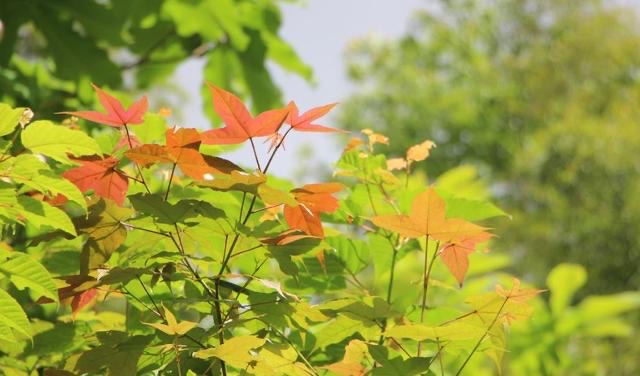有一种人,到了清明节,不回老家扫墓,跟兄弟姐妹也很淡漠-图1 有一种人,到了清明节,不回老家扫墓,跟兄弟姐妹也很淡漠-图1