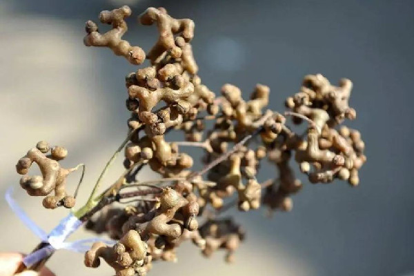 拐枣多少钱一斤?拐枣是水果吗-图1 拐枣多少钱一斤?拐枣是水果吗-图1