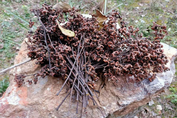 拐枣多少钱一斤?拐枣是水果吗-图2 拐枣多少钱一斤?拐枣是水果吗-图2