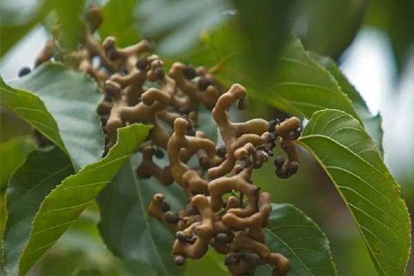 拐枣多少钱一斤?拐枣是水果吗-图3 拐枣多少钱一斤?拐枣是水果吗-图3