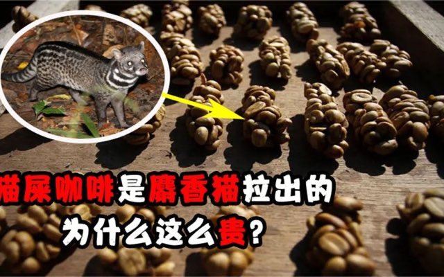 猫屎咖啡是怎么来的?猫屎咖啡的由来-图1 猫屎咖啡是怎么来的?猫屎咖啡的由来-图1