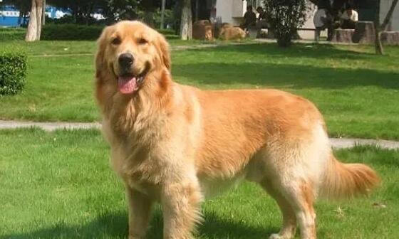 金毛犬多少钱一只,纯种金毛犬不低于2000元(幼崽最低1000元)-图1 金毛犬多少钱一只,纯种金毛犬不低于2000元(幼崽最低1000元)-图1
