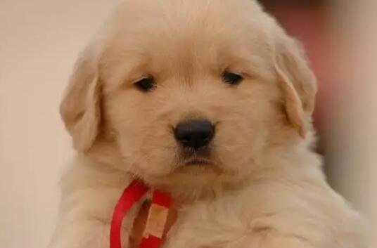 金毛犬多少钱一只,纯种金毛犬不低于2000元(幼崽最低1000元)-图2 金毛犬多少钱一只,纯种金毛犬不低于2000元(幼崽最低1000元)-图2