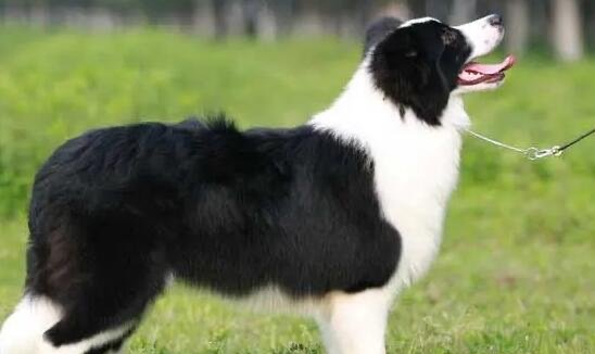 边牧犬多少钱一只,纯种价格1000到3000元(幼犬比成犬贵500元)-图1 边牧犬多少钱一只,纯种价格1000到3000元(幼犬比成犬贵500元)-图1