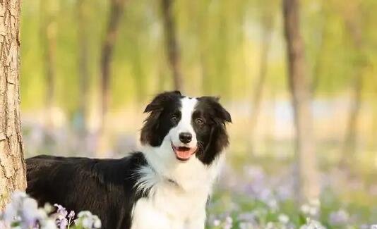 边牧犬多少钱一只,纯种价格1000到3000元(幼犬比成犬贵500元)-图2 边牧犬多少钱一只,纯种价格1000到3000元(幼犬比成犬贵500元)-图2