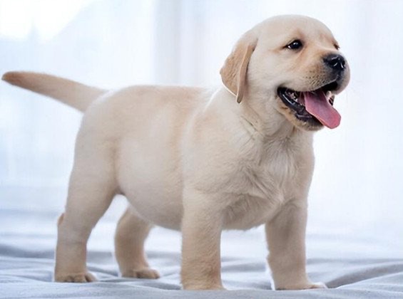 拉布拉多幼犬价格多少钱一只,最低在1000元左右(别买价格过低的幼犬)-图1 拉布拉多幼犬价格多少钱一只,最低在1000元左右(别买价格过低的幼犬)-图1