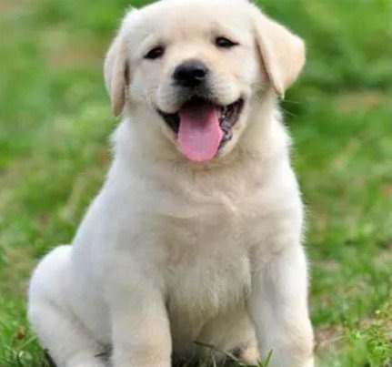 拉布拉多幼犬价格多少钱一只,最低在1000元左右(别买价格过低的幼犬)-图2 拉布拉多幼犬价格多少钱一只,最低在1000元左右(别买价格过低的幼犬)-图2