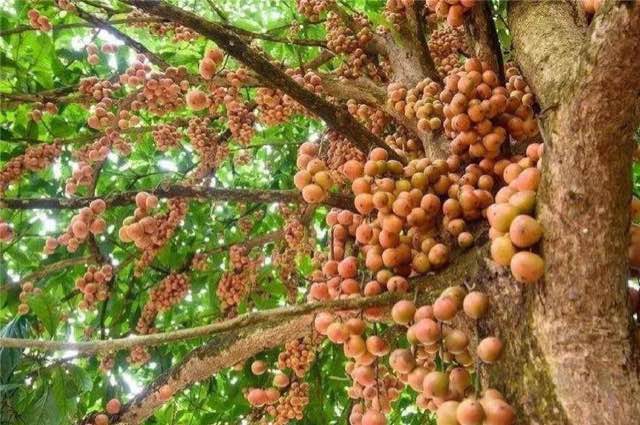 木奶果好吃吗?木奶果密密麻麻好吃到爆-图1 木奶果好吃吗?木奶果密密麻麻好吃到爆-图1