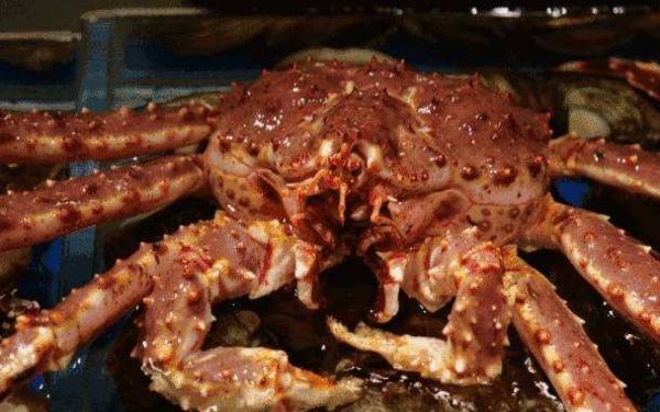 为什么帝王蟹叫帝王蟹?帝王蟹产自哪里呢-图2 为什么帝王蟹叫帝王蟹?帝王蟹产自哪里呢-图2