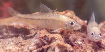 马口鱼能养殖吗?马口鱼怎么养?-图3 马口鱼能养殖吗?马口鱼怎么养?-图3