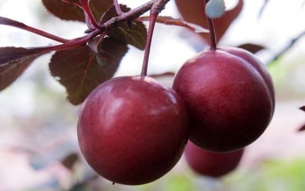 紫叶李果实可以吃吗?吃紫叶李果实有什么好吃呢-图1 紫叶李果实可以吃吗?吃紫叶李果实有什么好吃呢-图1