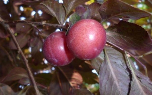 紫叶李果实可以吃吗?吃紫叶李果实有什么好吃呢-图2 紫叶李果实可以吃吗?吃紫叶李果实有什么好吃呢-图2