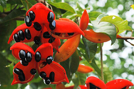 苹婆的营养价值?苹婆的功效与作用-图1 苹婆的营养价值?苹婆的功效与作用-图1